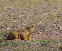 ƽ˲gS02E02 | ɽҰﱣoվ